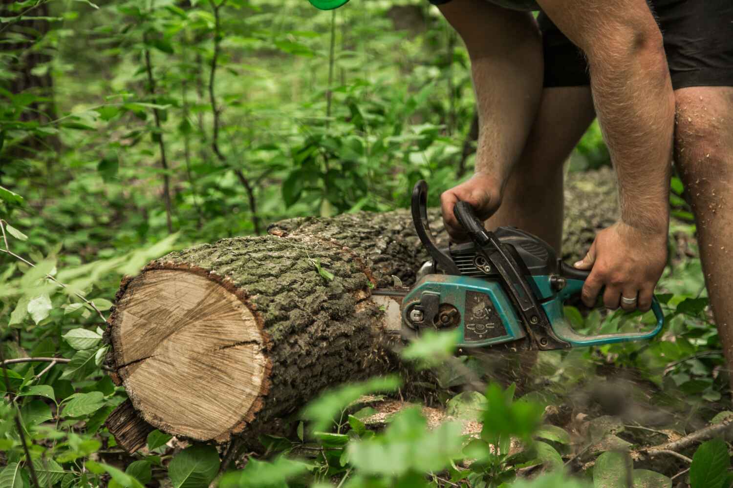 Best Emergency Storm Tree Removal  in Meridian, TX